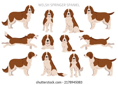 Welsh Springer spaniel clipart. Different poses, coat colors set.  Vector illustration