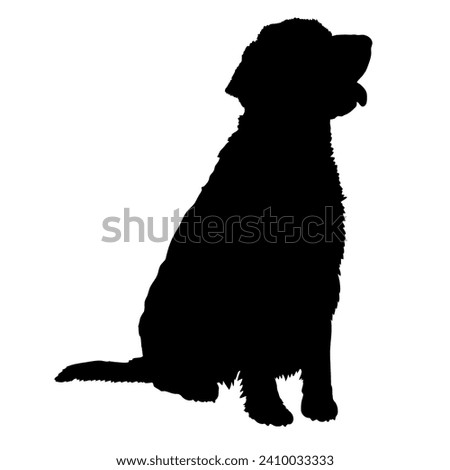 Welsh Springer Spaniel. Dog on the move. Dog in different poses. jumps runs. The dog is sitting. The dog is lying down playing