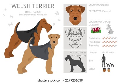 Welsh terrier clipart. Different poses, coat colors set.  Vector illustration