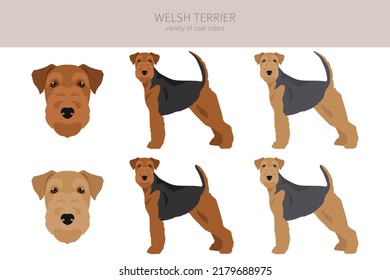 Welsh terrier clipart. Different poses, coat colors set.  Vector illustration