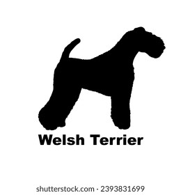  Welsh Terrier Dog silhouette dog breeds logo dog monogram logo dog face vector