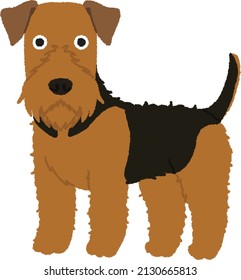  The Welsh Terrier is generally friendly with people and dogs but when a challenge is perceived, it will not back down. 