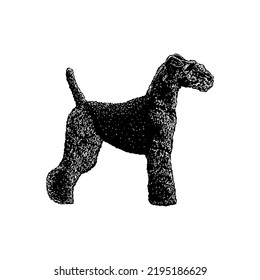 Welsh Terrier hand drawing vector illustration isolated on white background