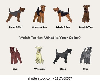 Welshie colors. Cute Welsh Terrier dogs characters in various poses, design for print, adorable and cute cartoon vector set, WT in different poses. All popular colors.Dog Drawing collection, Welsh set