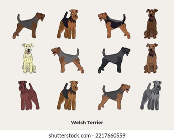 Welshie colors. Cute Welsh Terrier dogs characters in various poses, design for print, adorable and cute cartoon vector set, WT in different poses. All popular colors.Dog Drawing collection, Welsh set