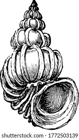 The wentle trap, a gastropod mollusk named after its spiral staircase appearance, vintage line drawing or engraving illustration.