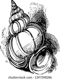 Wentletrap is a small white spiraled gastropod mollusk vintage line drawing or engraving illustration.