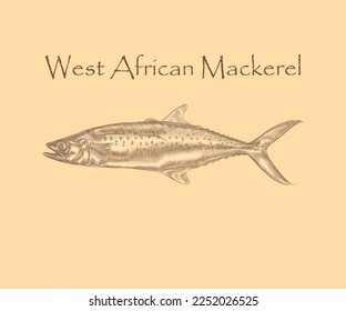 West African Spanish mackerel Fish illustration with details and highlights.