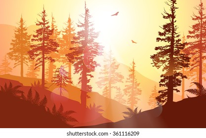 West Coast forest in warm sunlight