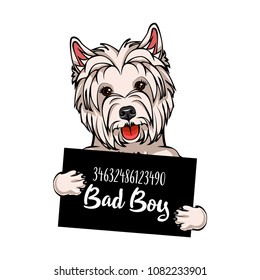 West Highland White Terrier Bad boy. Dog prison. Police mugshot background. West Highland White Terrier criminal. Vector illustration.