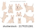West Highland White Terrier clipart. Different poses, coat colors set.  Vector illustration