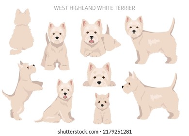 West Highland White Terrier clipart. Different poses, coat colors set.  Vector illustration