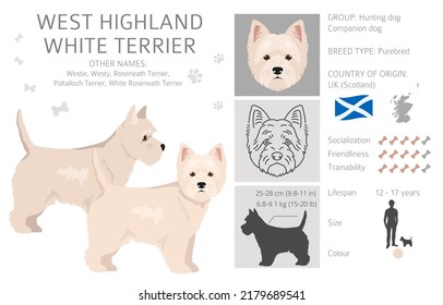 West Highland White Terrier Clipkunst. Unterschiedliche Posen, Farben für die Fellfarbe.  Vektorgrafik