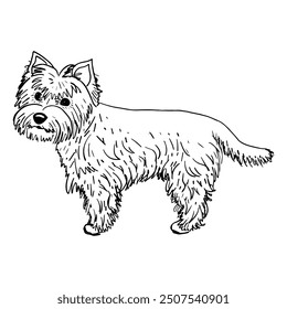 The West Highland White Terrier hand drawn sketch. Small dog. Domestic pet. Cute puppy. Animal for hunting. Dog breed bred in Scotland. Dog kennel. Vector outline line art illustration.