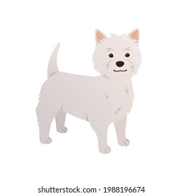 West Highland White Terrier vector. Cartoon dog illustration in flat style. Happy Westie isolated on white background