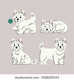 West Highland White Terrier Vector Illustration Four Poses of a Cute Westie Dog, Playing, Sitting, Sleeping, and Standing in a Minimalist Flat Design. Vector illustration