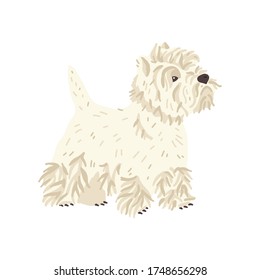 West highland white terrier or Westie vector illustration. Cute flat dog breed. Pet care and grooming fans concept. Fun animal for social networks, stickers, exhibition promo poster, banner