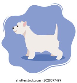 West Highland White Terrier or Westie. Lovely funny dog isolated on violet background. Fluffy adorable purebred domestic animal. Colorful vector illustration in flat style