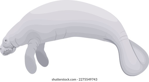  West Indian Manatee - vector illustration