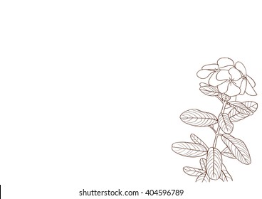 West indian periwinkle drawing flower
