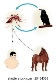 West Nile Virus