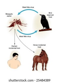 West Nile Virus - Labeled