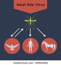 West Nile Virus Vector Icon Illustration With A Mosquito, A Bird, A Human Body And A Horse.