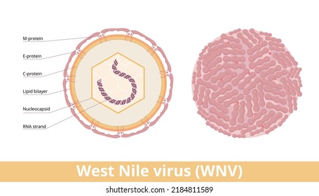 West Nile Virus (WNV). Einseitiges RNA-Virus, das West-Nil-Fieber verursacht. Visualisierung viraler Zellen mit DoppelRNA-Strang, Nukleokapsid, Lipid-Bilayer und Dimer.