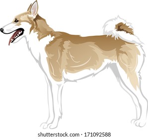 West Siberian Laika