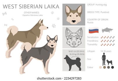 West Siberian Laika clipart. All coat colors set.  All dog breeds characteristics infographic. Vector illustration