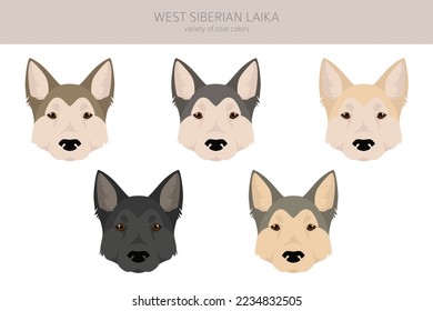 West Siberian Laika clipart. All coat colors set.  All dog breeds characteristics infographic. Vector illustration