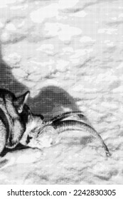 West Siberian Laika (cross between a wolf) after hunting gnaws at a goat's head with long horns in snow. Dog and horns cast long contrasting shadows. Halftone dotted vector image. Space for copy text.