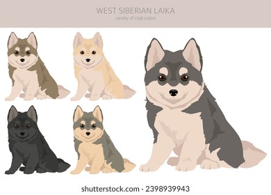 West Siberian Laika puppy clipart. All coat colors set.  All dog breeds characteristics infographic. Vector illustration