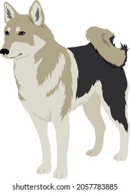 The West Siberian Laika or WSL Colored Vector Illustration