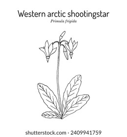 Western arctic shootingstar (Primula frigida, or Dodecatheon frigidum), arctic flowering plant. Hand drawn botanical vector illustration