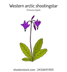 Western arctic shootingstar (Primula frigida, or Dodecatheon frigidum), arctic flowering plant. Hand drawn botanical vector illustration