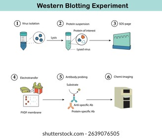 Western Blotting Diagram – Step-by-Step Science Illustration in Clean Line Art