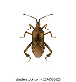 Western conifer seed bug. Vector illustration isolated on white background