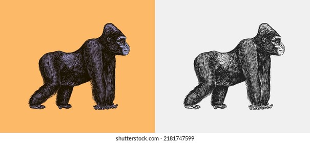 Western gorilla is crawling in vintage style. Giant monkey. Hand drawn engraved sketch in woodcut style. 