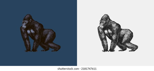 Western gorilla is crawling in vintage style. Giant monkey. Hand drawn engraved sketch in woodcut style. 