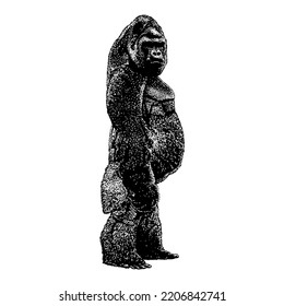 Western Gorilla hand drawing vector illustration isolated on white background