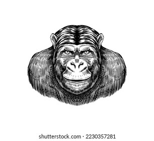 Western gorilla , Orangutan in vintage style. Colombian capuchin Proboscis monkey. Hand drawn engraved sketch in woodcut style.