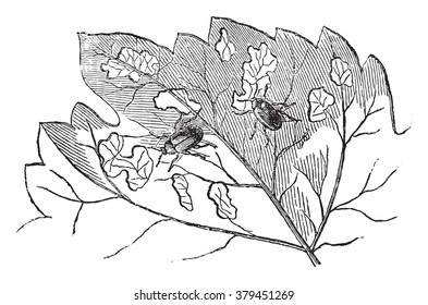 Western grape rootworm, vintage engraved illustration. Magasin Pittoresque 1877.
