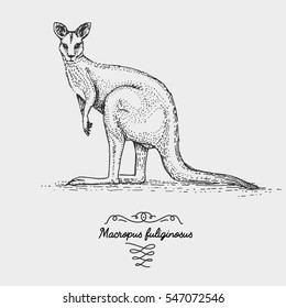 The western grey kangaroo Macropus fuliginosus engraved, hand drawn vector illustration in woodcut scratchboard style, vintage drawing australian species