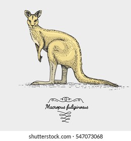 The western grey kangaroo Macropus fuliginosus engraved, hand drawn vector illustration in woodcut scratchboard style, vintage drawing australian species