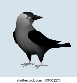 Western Jackdaw