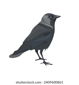 Western jackdaw bird. Vector illustration isolated on a white background in realistic style