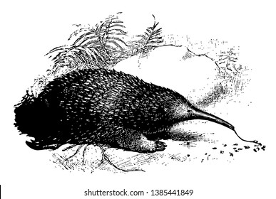 Western Long Beaked Echidna is one of the four extant echidnas, vintage line drawing or engraving illustration.