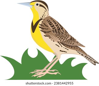 Western Meadowlark North American bird at white background with removable grass background close-up vector bird