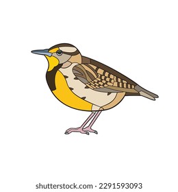 Western Meadowlark. Vector illustration isolated on white background.